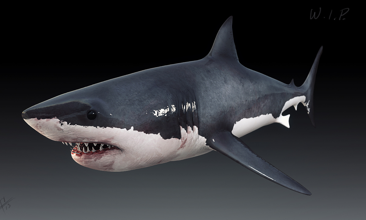 whiteshark_shaded_persp.jpg