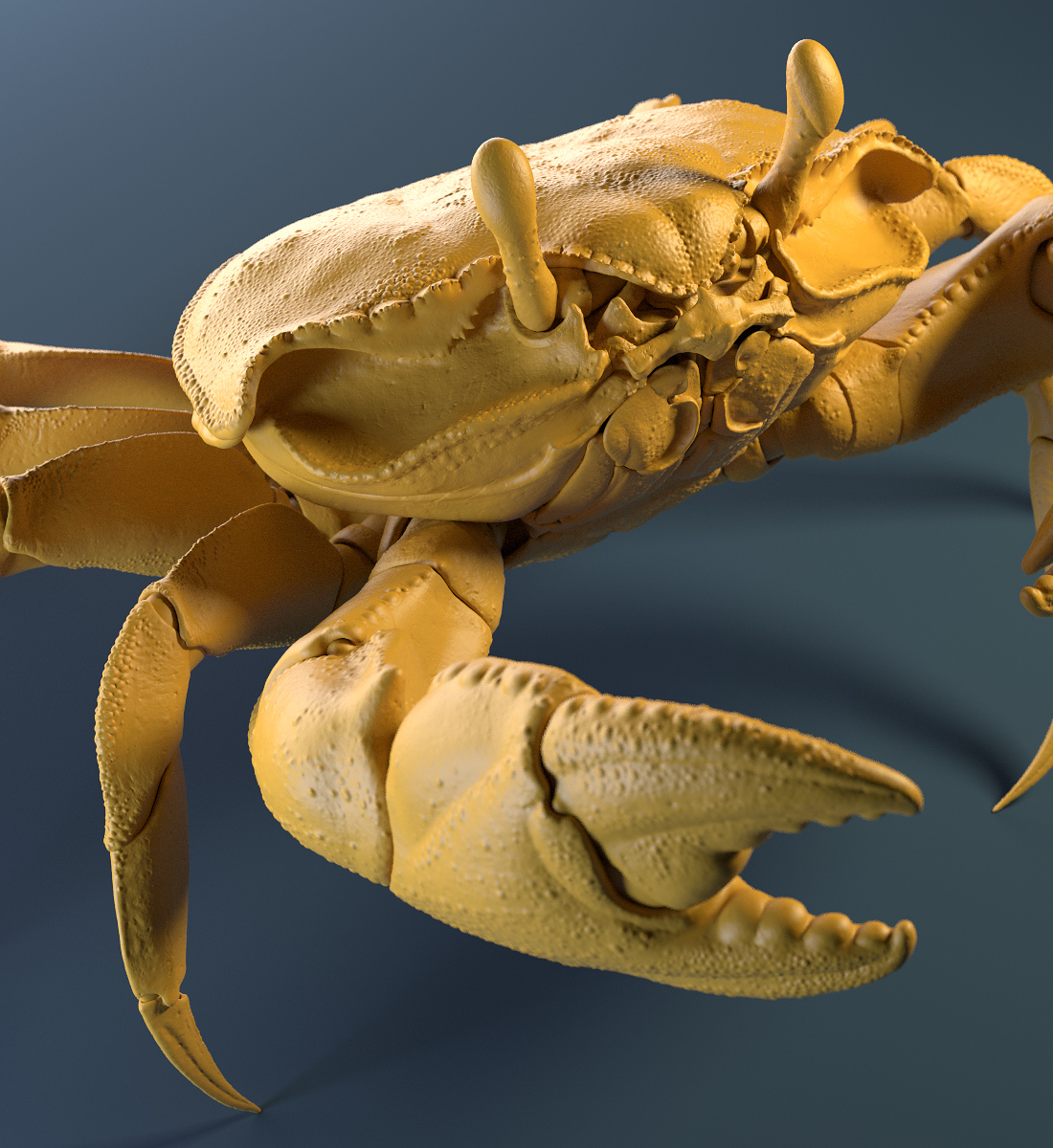 Crab_Yellow_Clay_Shot_04.jpg