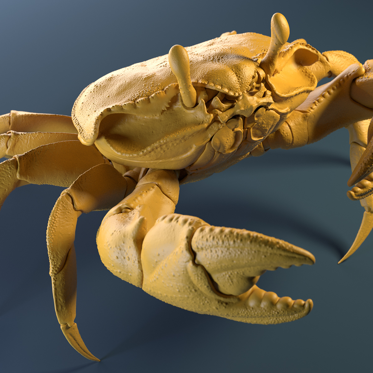 Crab_Yellow_Clay_Shot_04.jpg