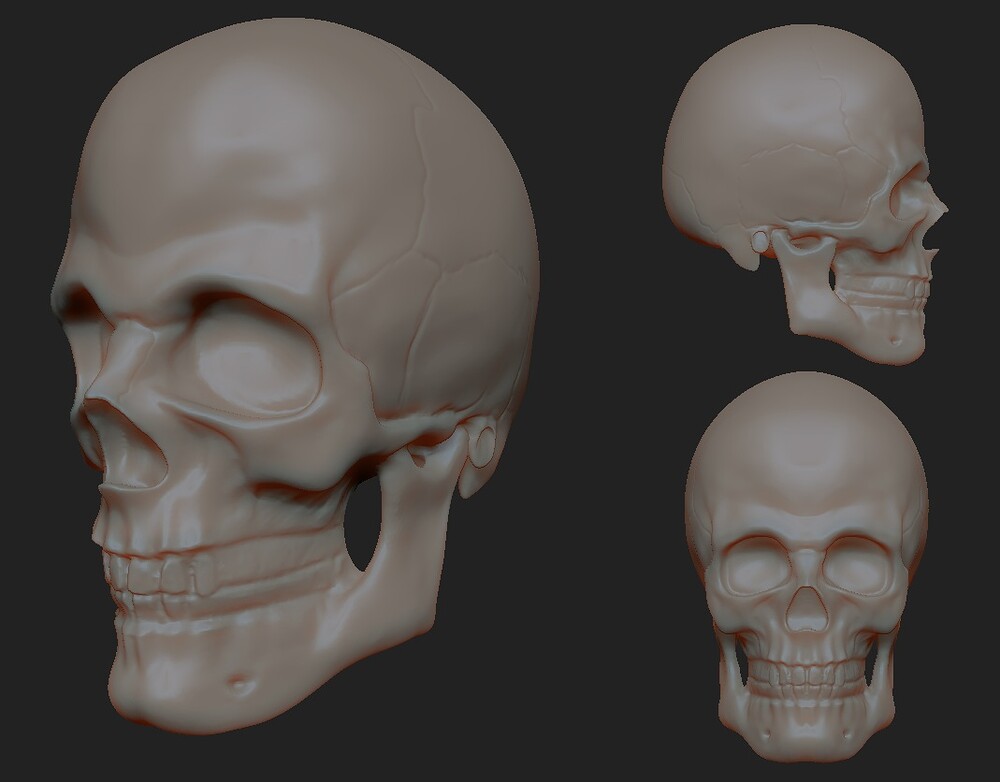 Anatomy Practice - Skull.jpg