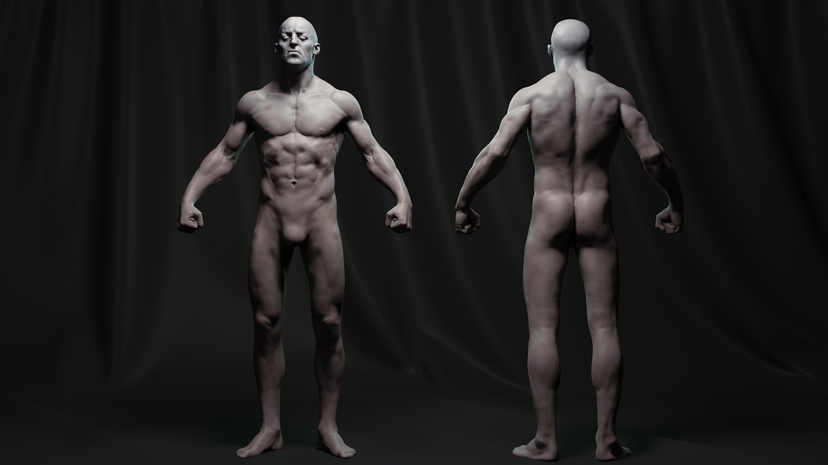 male_anatomy00