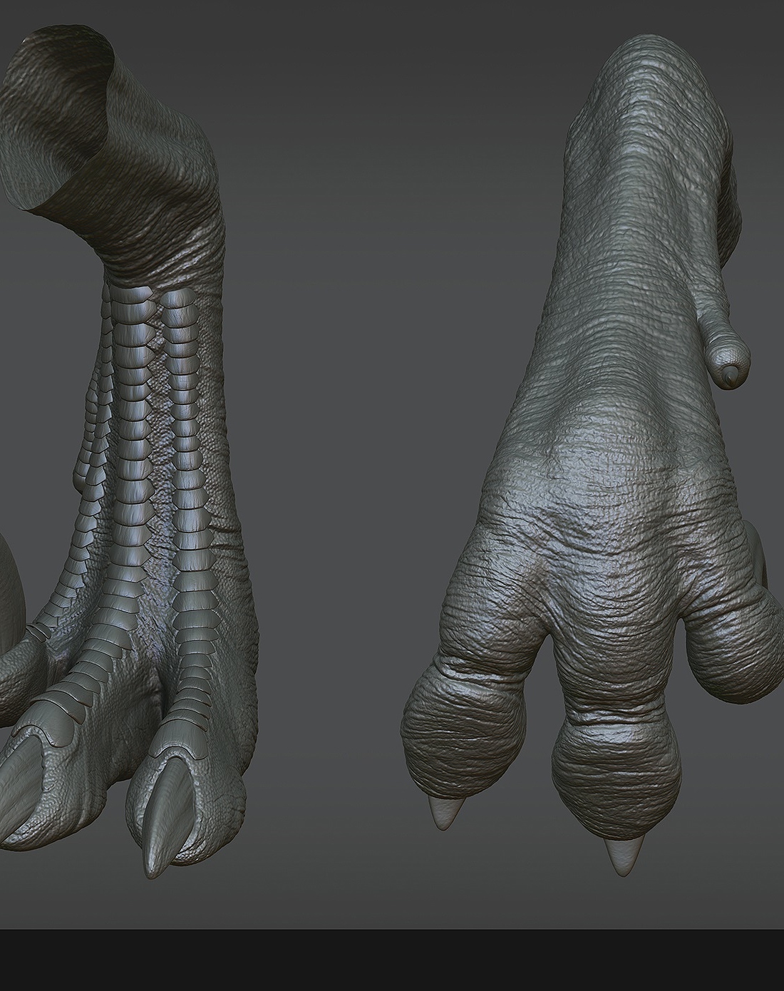 Robinson_Raptor_foot_highres.JPG