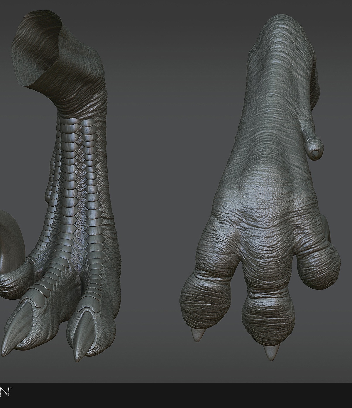 Robinson_Raptor_foot_highres.JPG