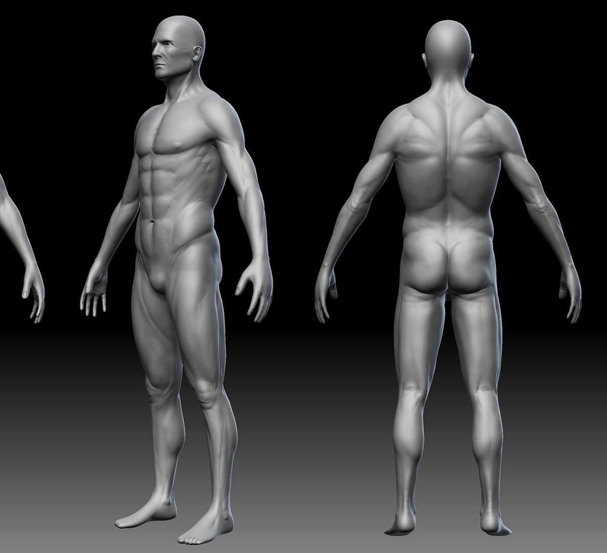 finalMaleAnatomy.jpg