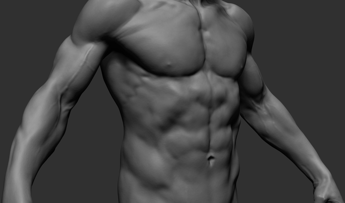 male_anatomy08