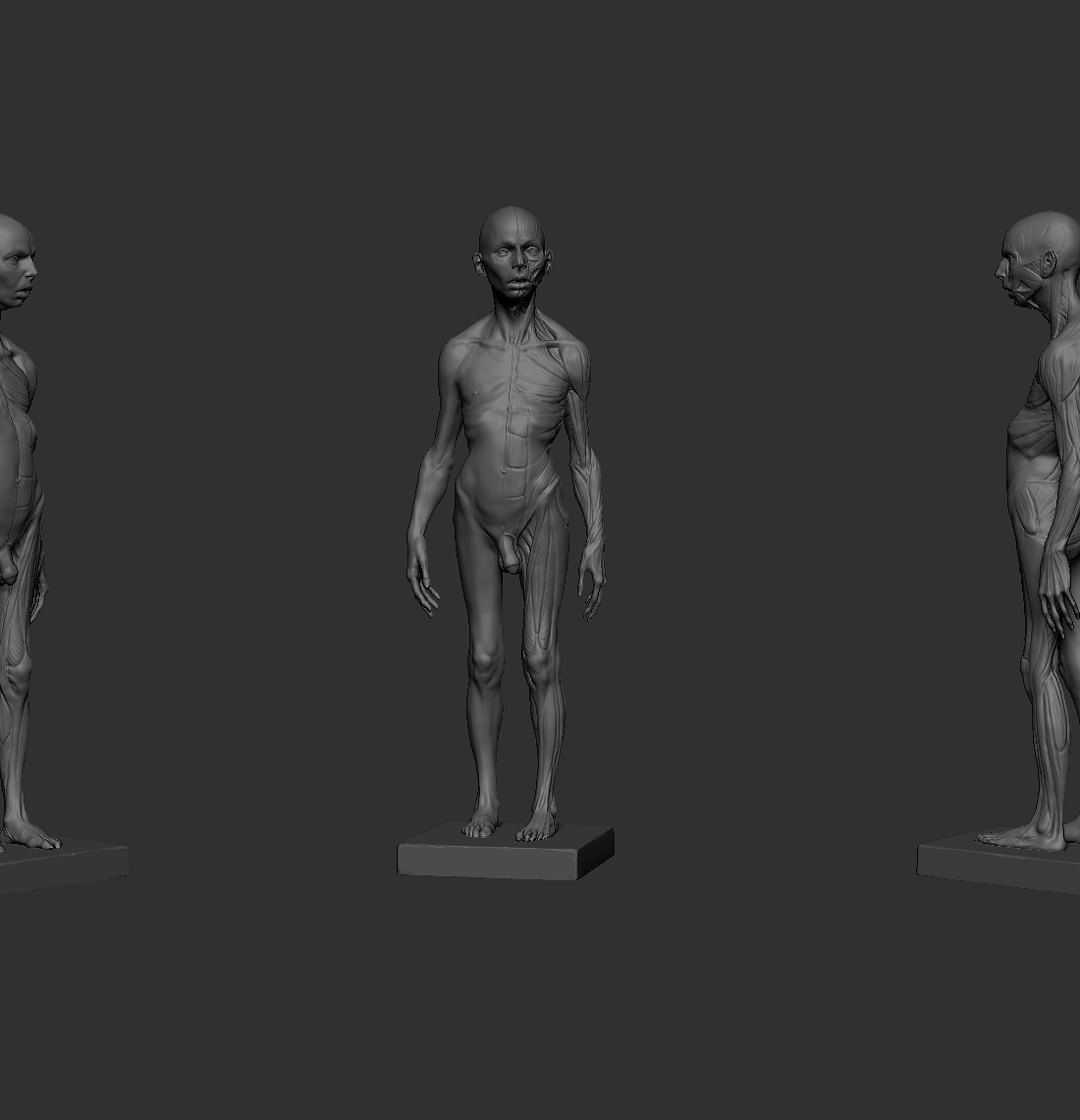 ecorche01.jpg