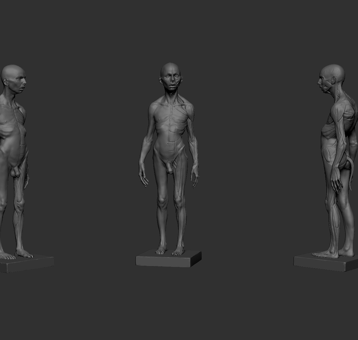 ecorche01.jpg
