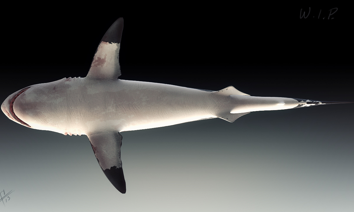 whiteshark_shaded_bottom_2.jpg