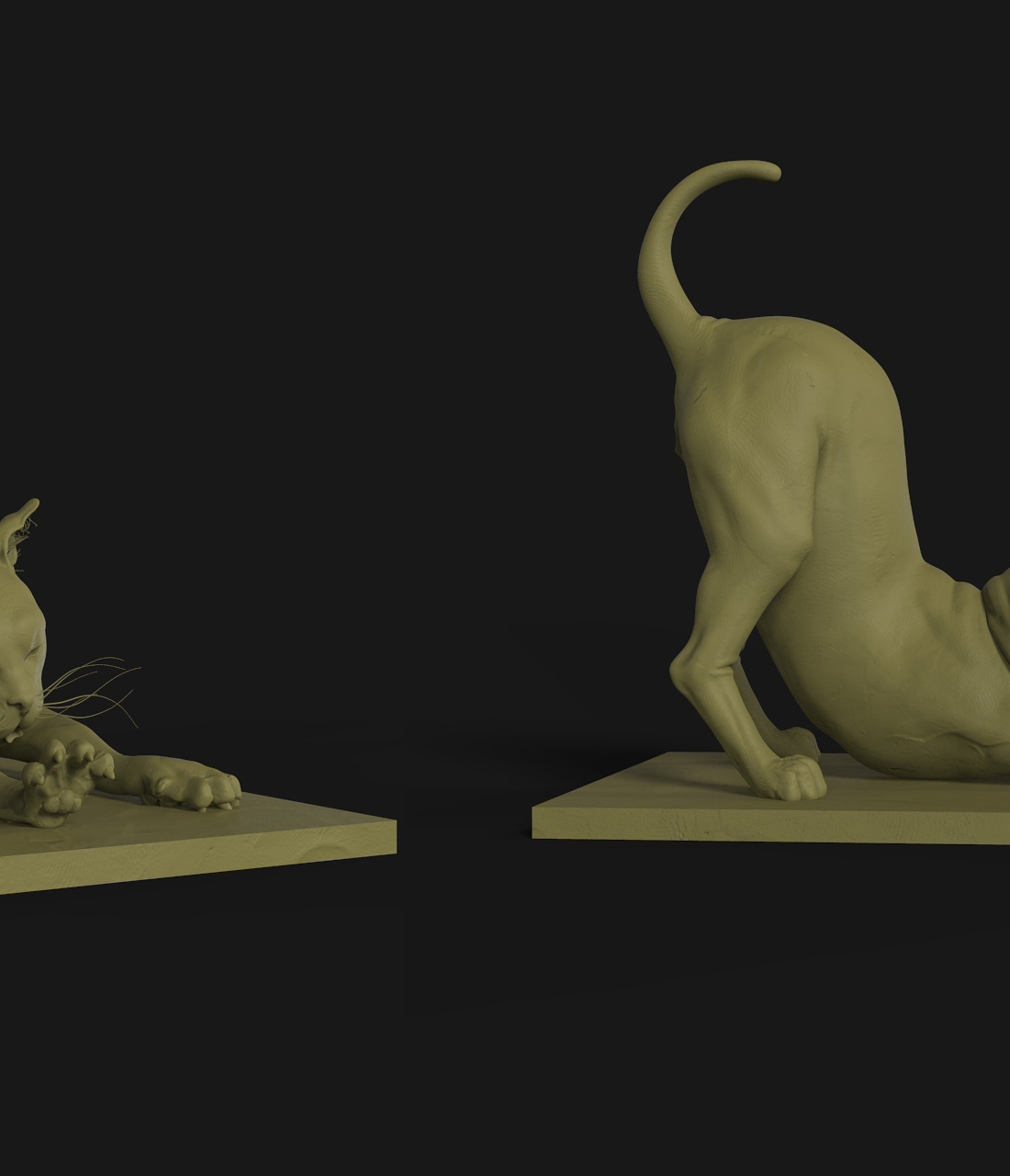 cat.jpg