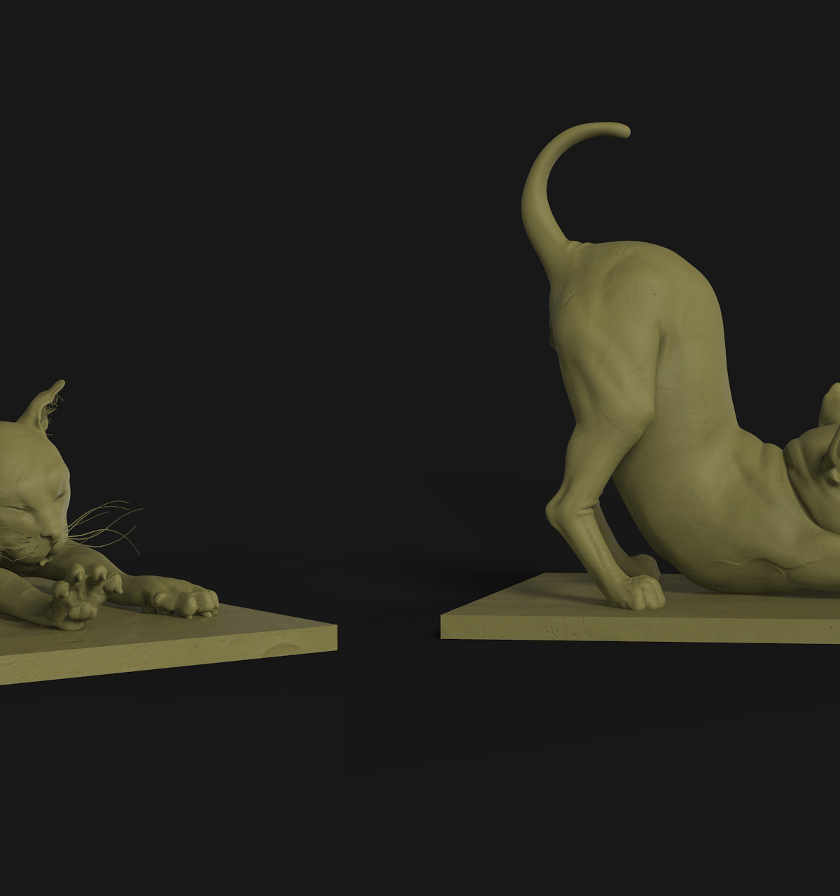 cat.jpg