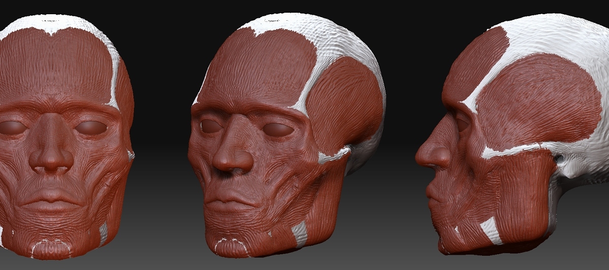 skull.jpg