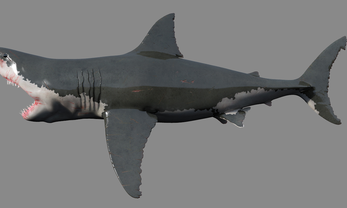 shark1.jpg