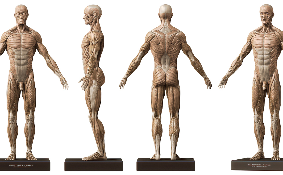 Anatomie-Tranchefeux.jpg