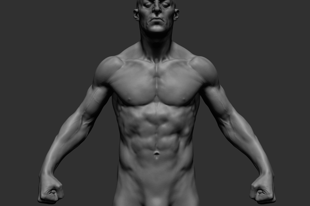 male_anatomy04