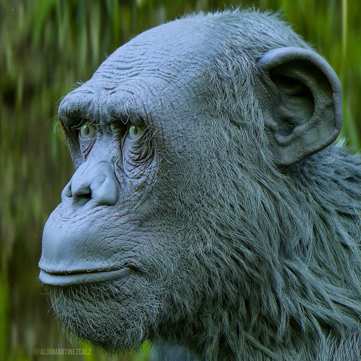 Chimp_Jungle01_Grey