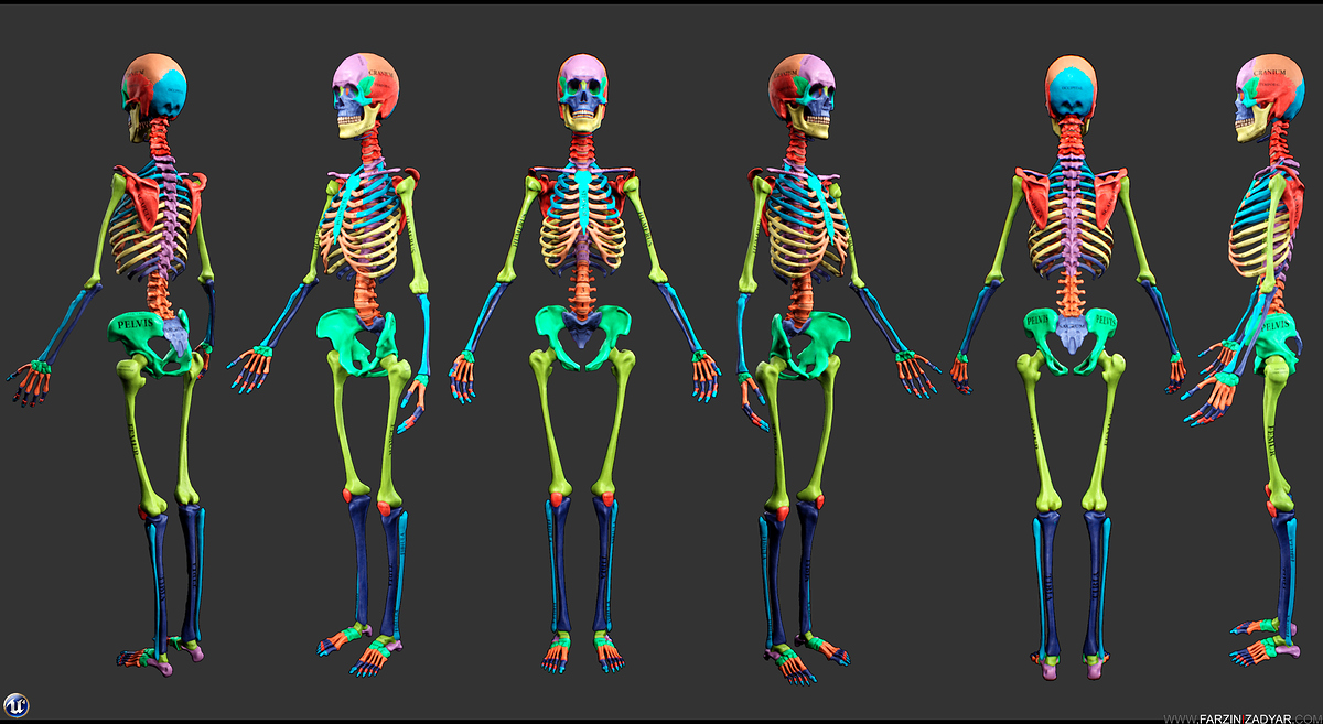 Farzin_Izadyar_Female_Anatomy_Kit_Skelly_Code