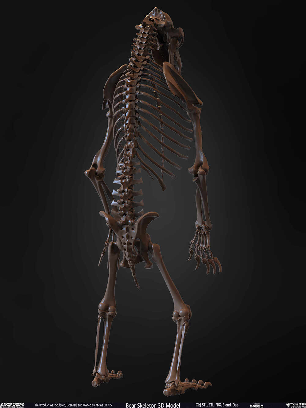 Bear Skeleton 3D Model Sculpted by Yacine BRINIS Set 018