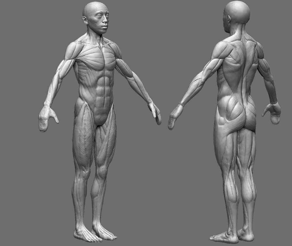 muscle