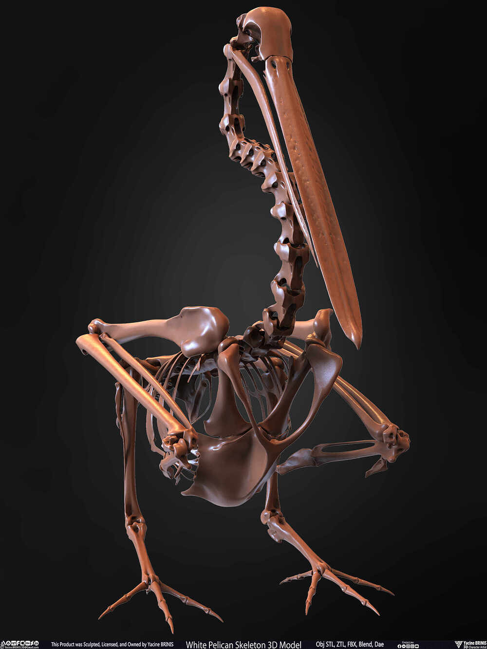 White Pelican Skeleton 3D Model Sculpted by Yacine BRINIS Set 032