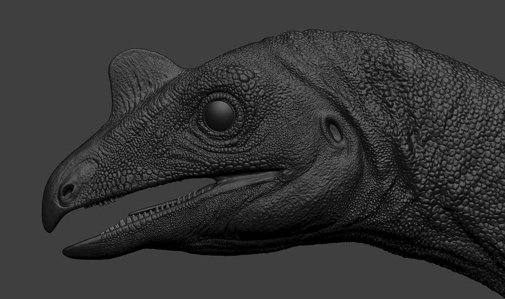 Venetoraptor-gassenae08