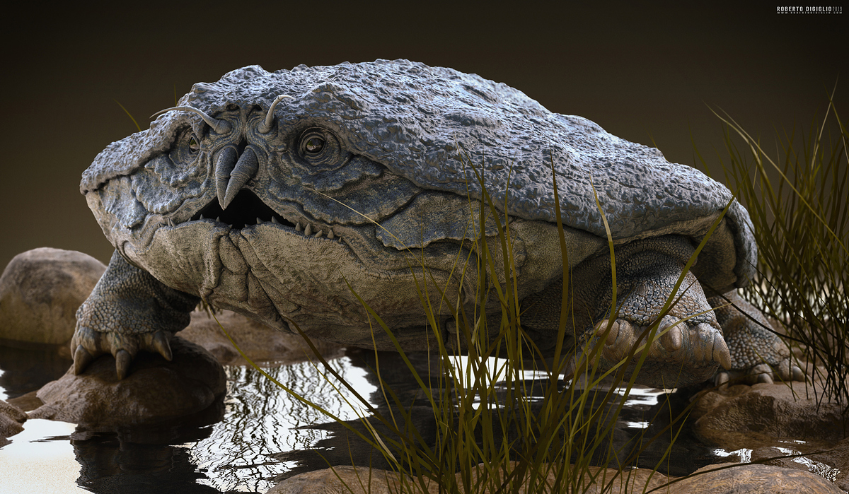 Cancericatus2