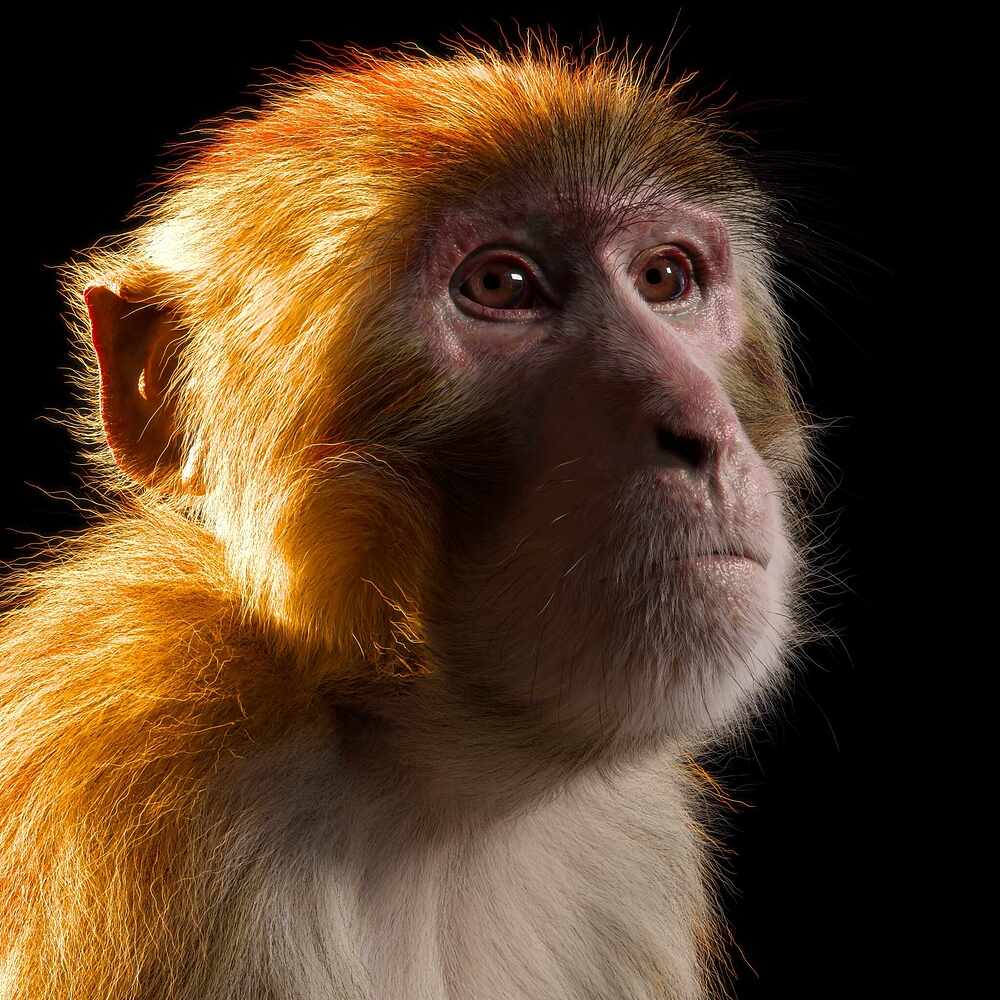 monkey_render_04