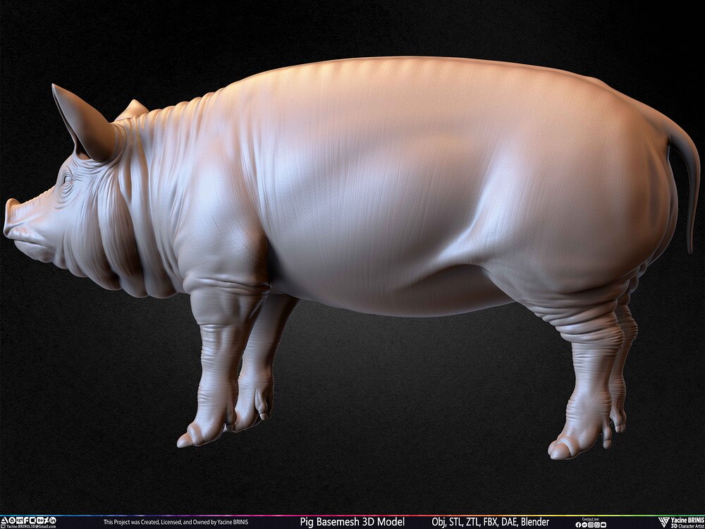 Pig Basemesh 3D Model Animal Anatomy Sculpted by Yacine BRINIS Set 043