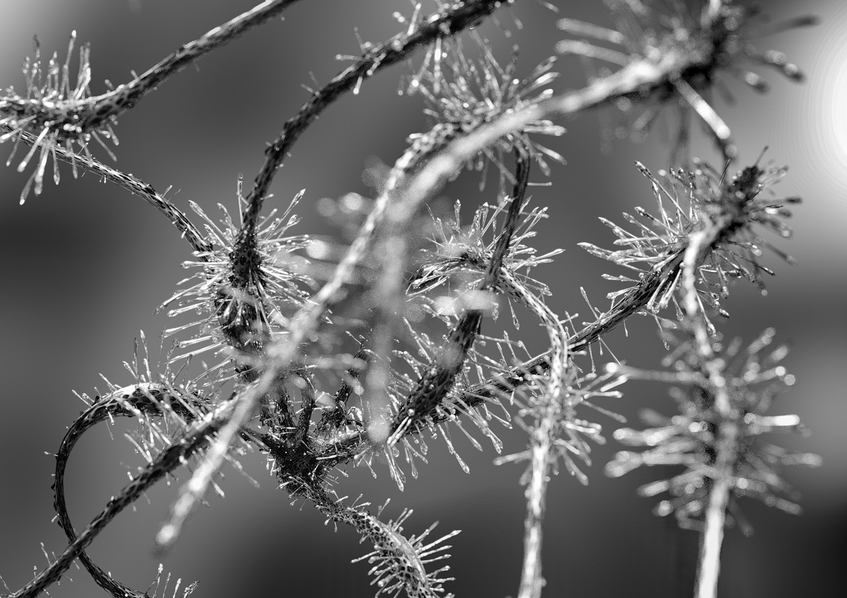 xmastree.988bw