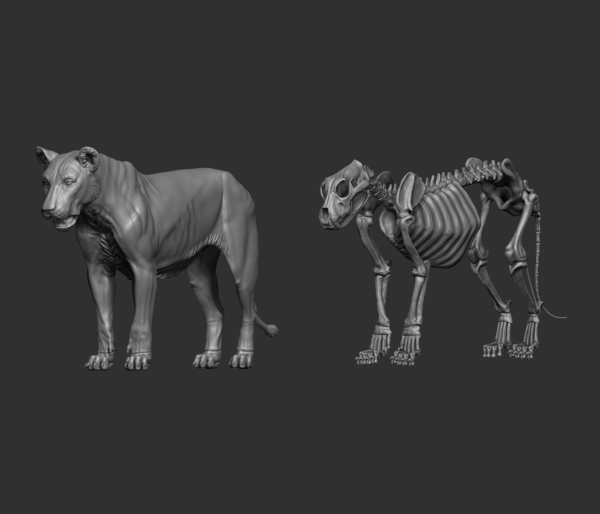 Lioness_Study_00