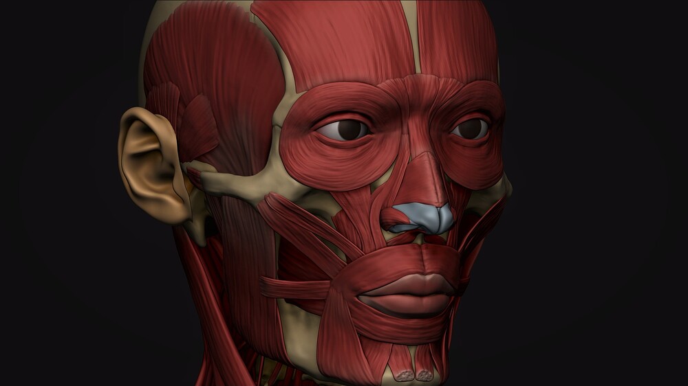 Ecorche_closeup_head