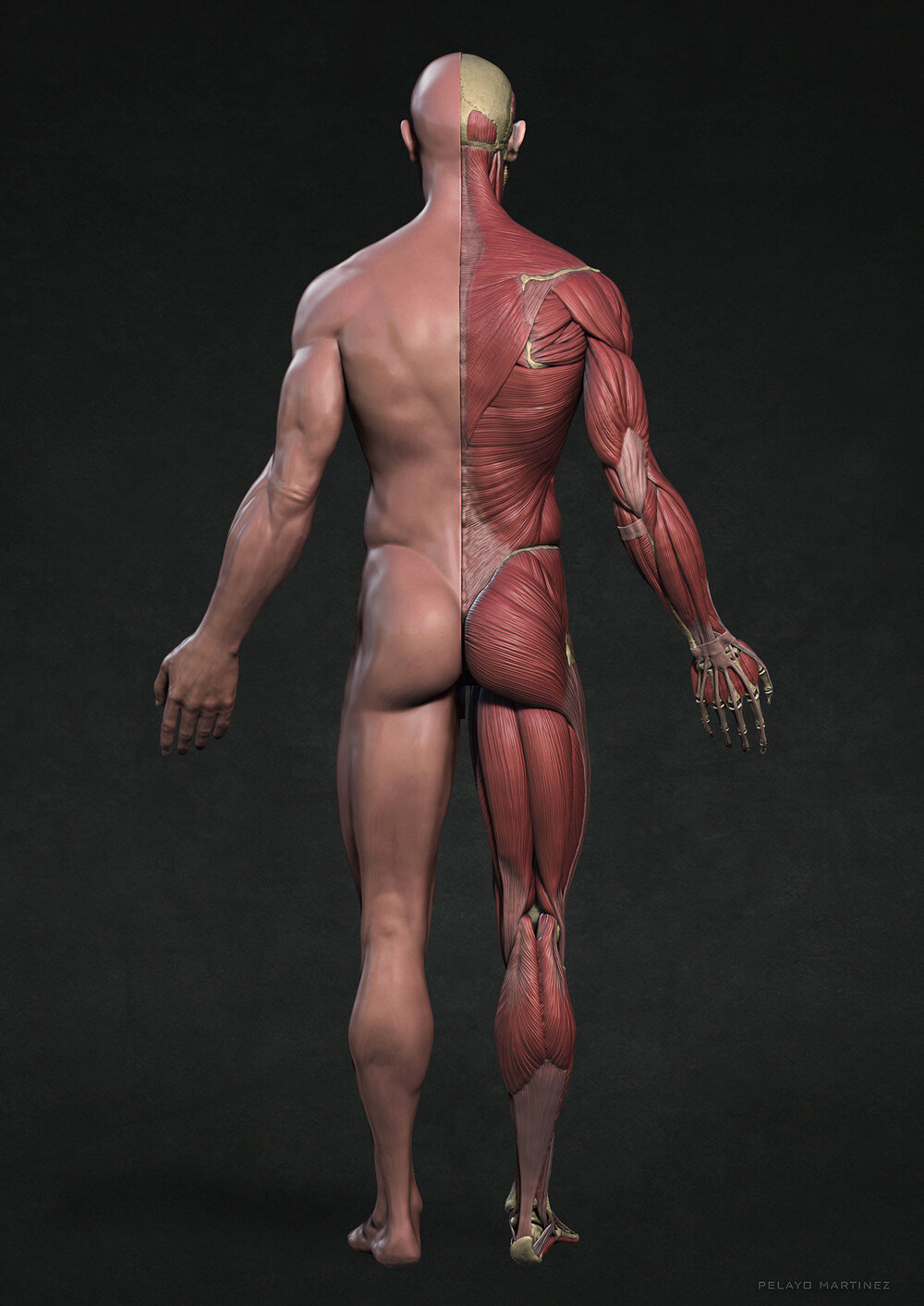 SkinHalf-Back