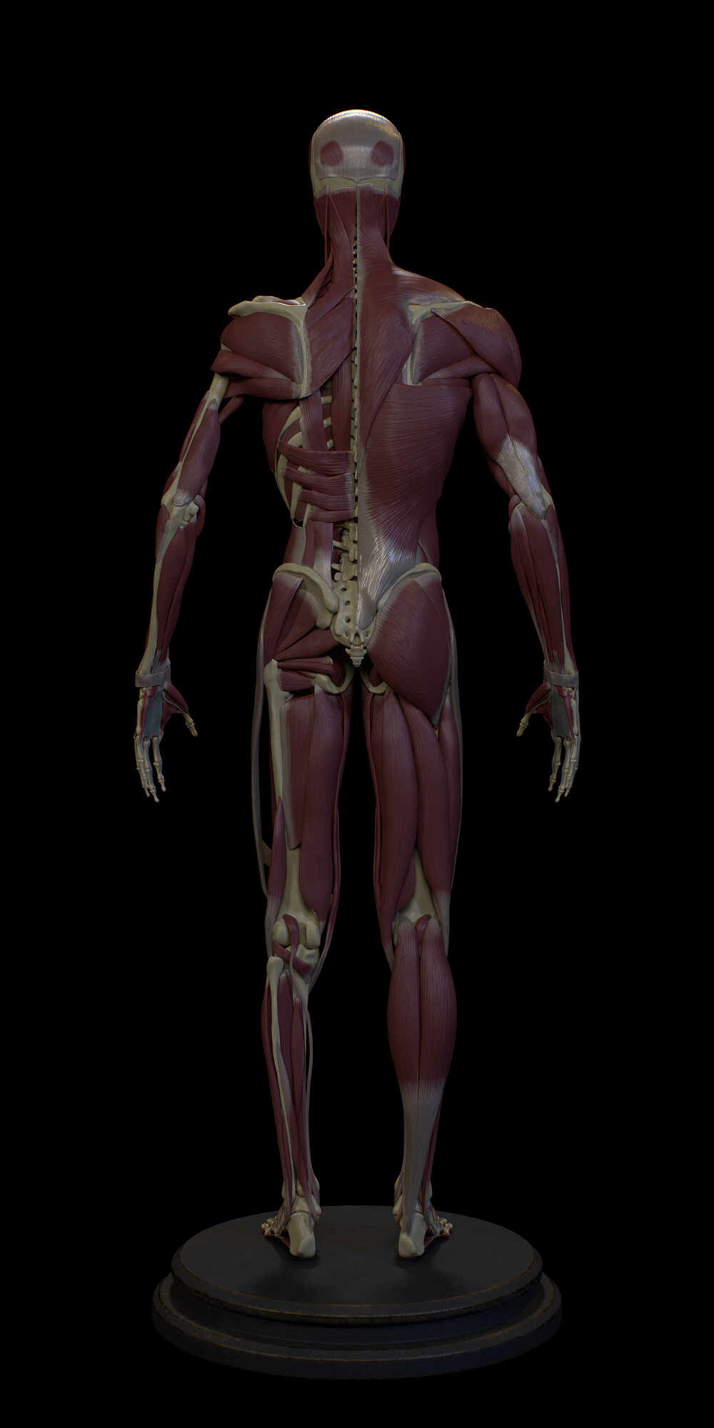Half_Muscle_Back