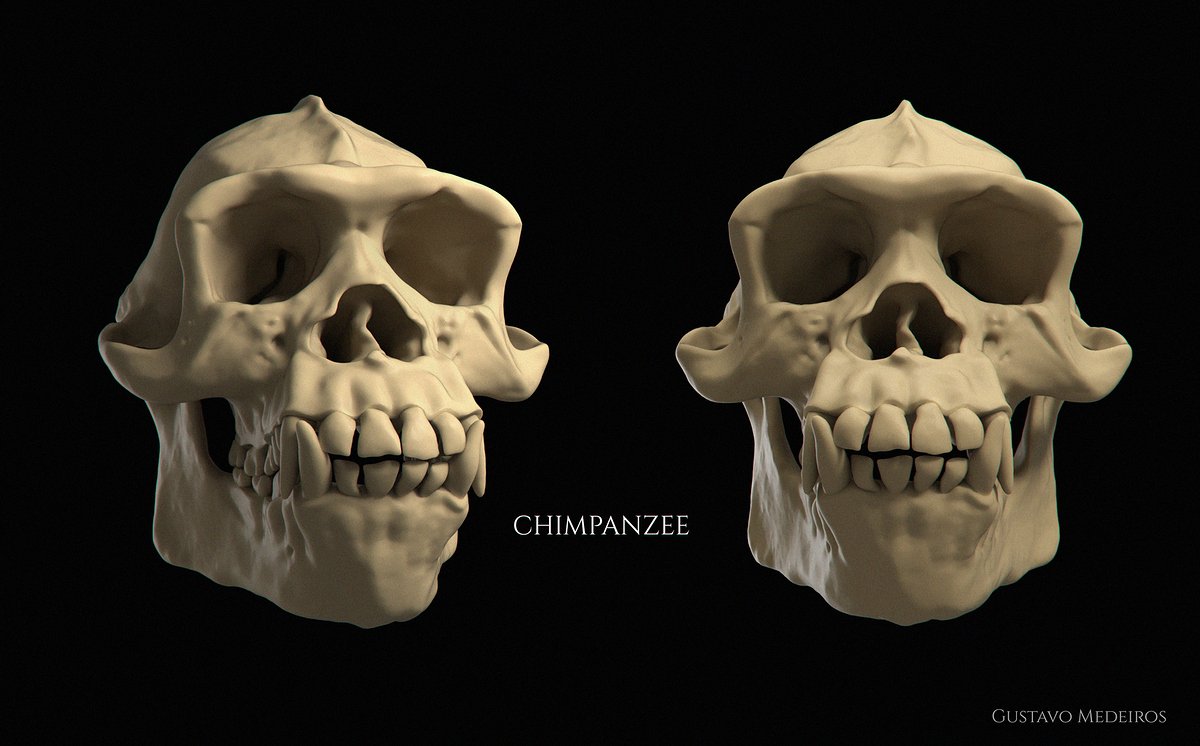 CHIMP