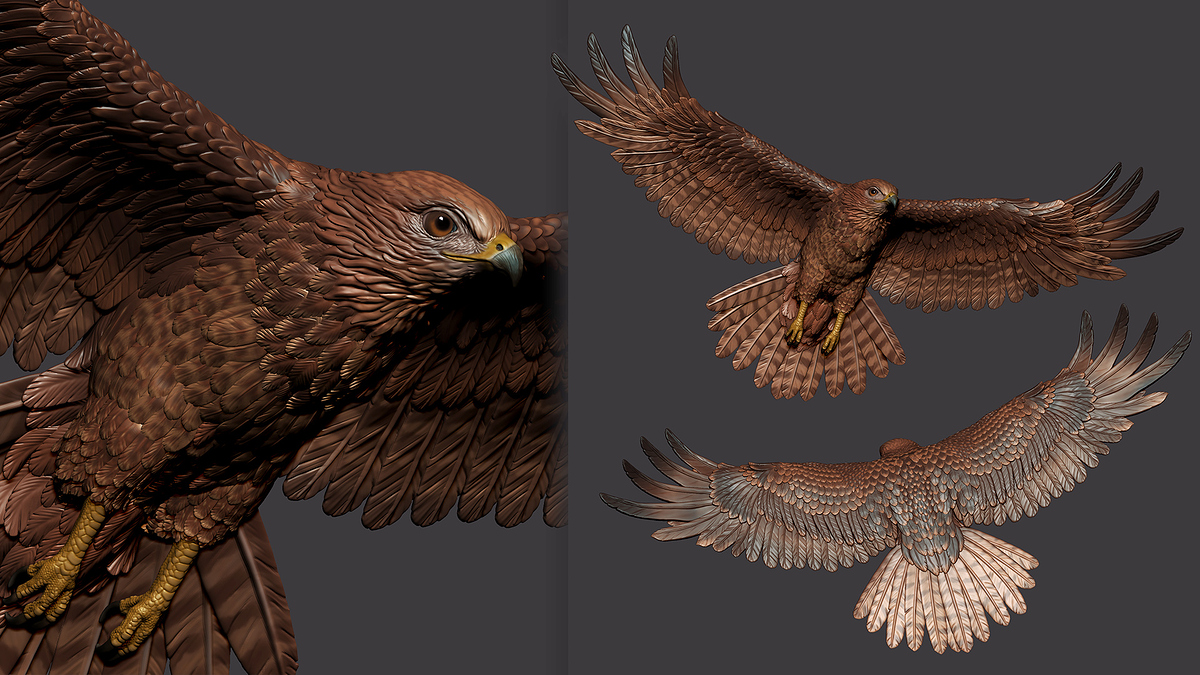 Hawk