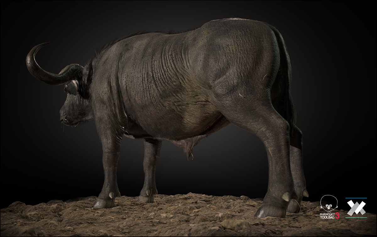 Buffalo_C