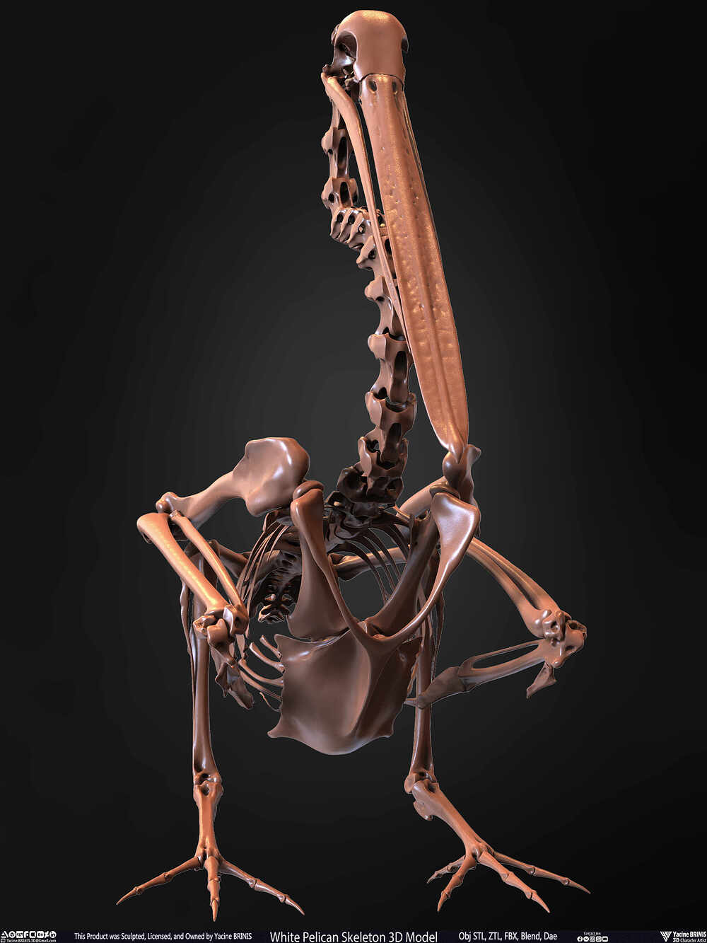 White Pelican Skeleton 3D Model Sculpted by Yacine BRINIS Set 004
