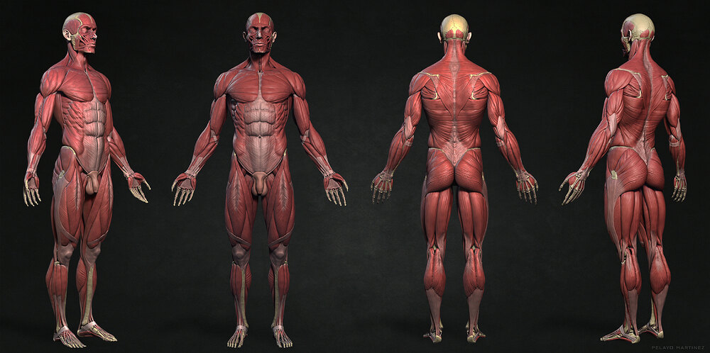 Ecorche