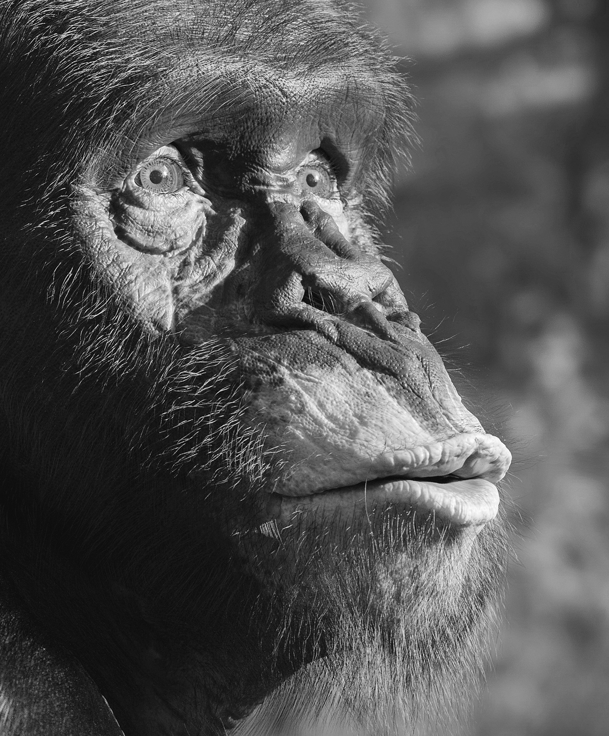 Chimp_0013