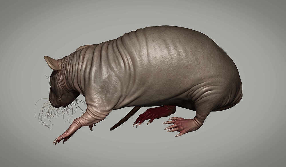 Rat2