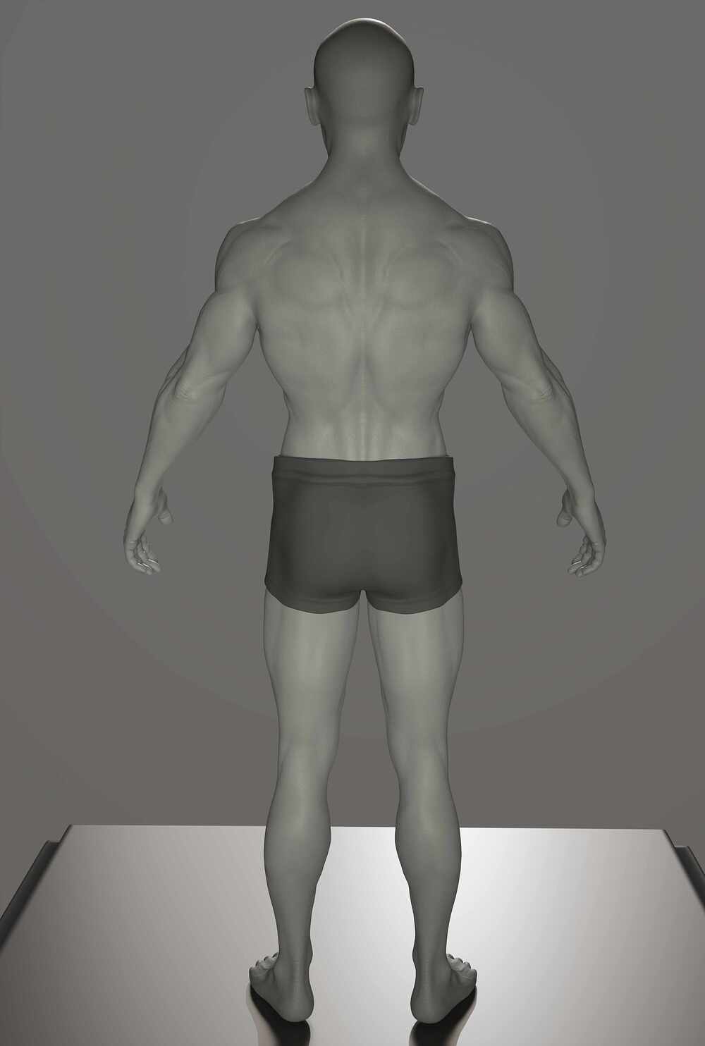 anatomy_4