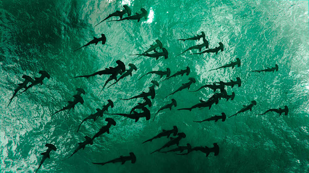 hammerhead shark school-3