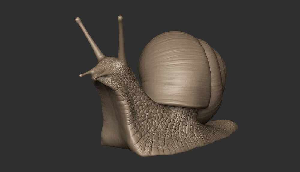 Snail
