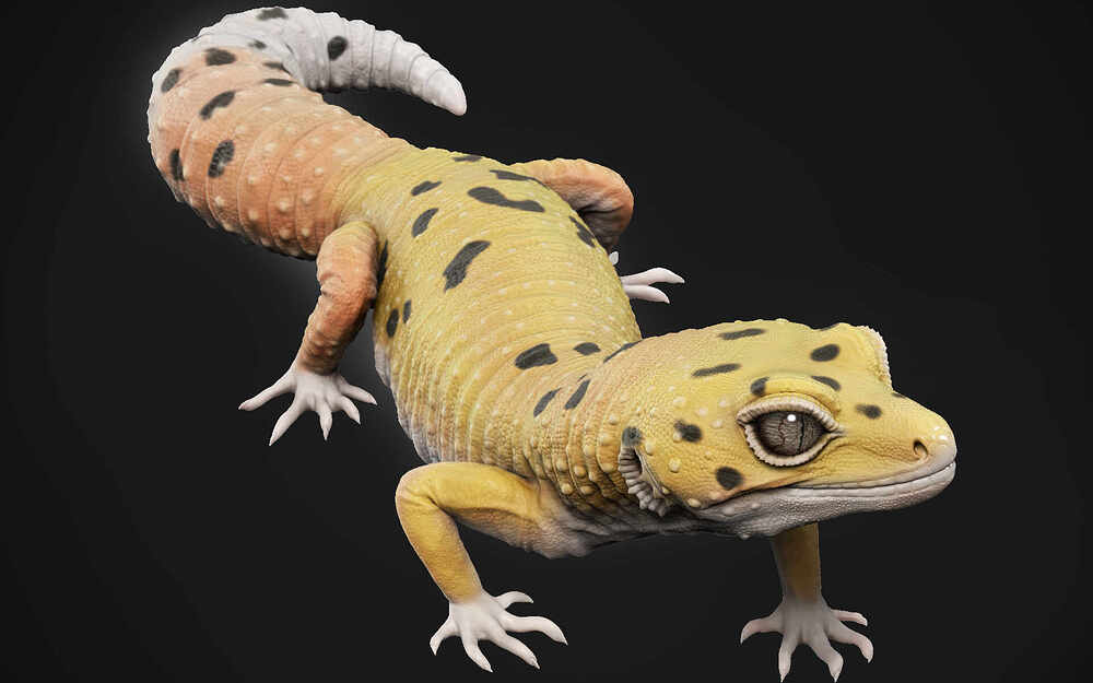 Leopard_Gecko_Final2