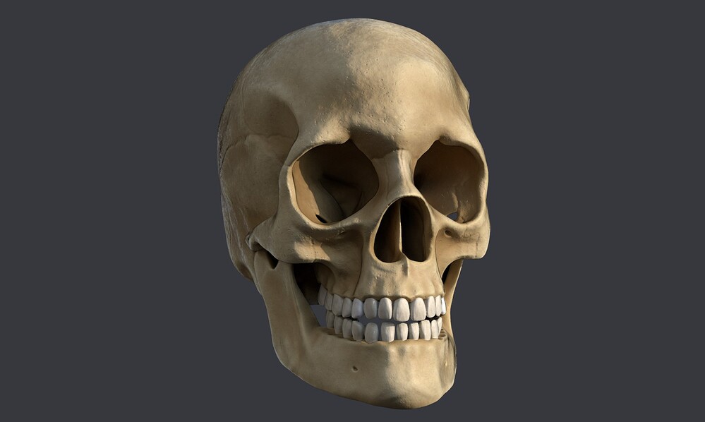 Craneo_Render_COMPO_SUBSTANCE