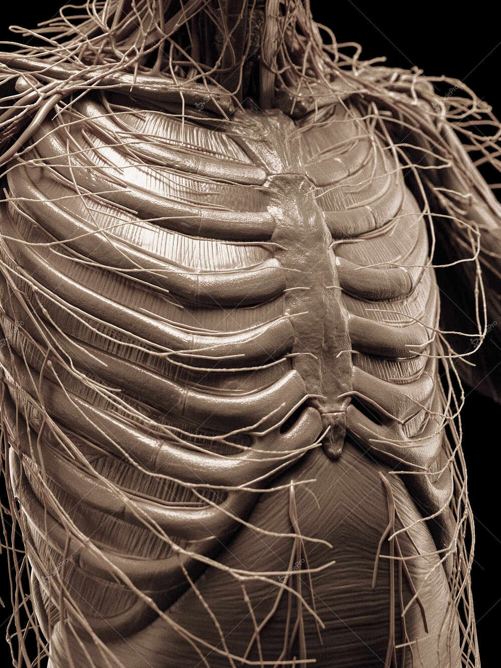 averageFitMale_torso_anatomyLayer5