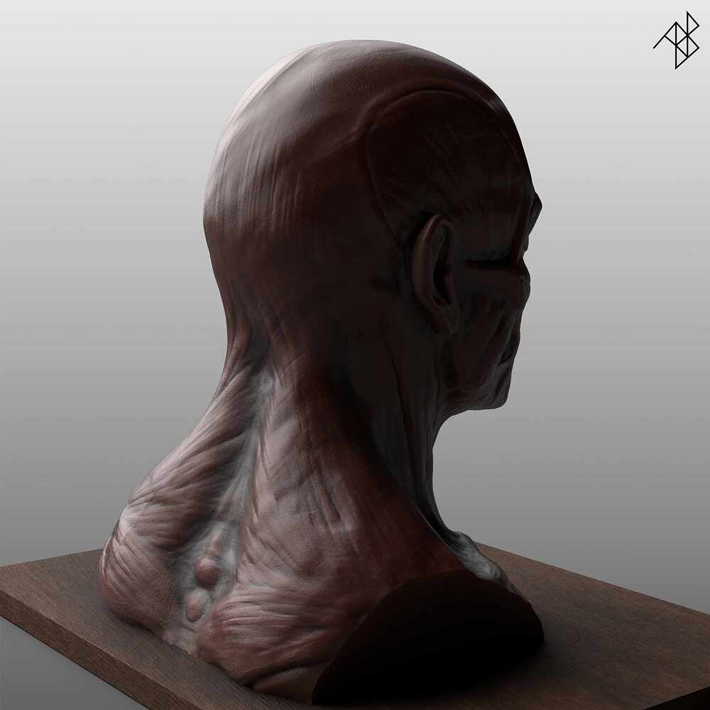 Facial Anatomy - Improved - 04