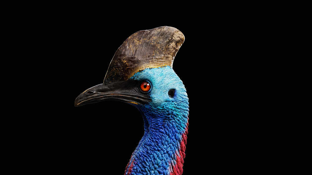 cassowary_08