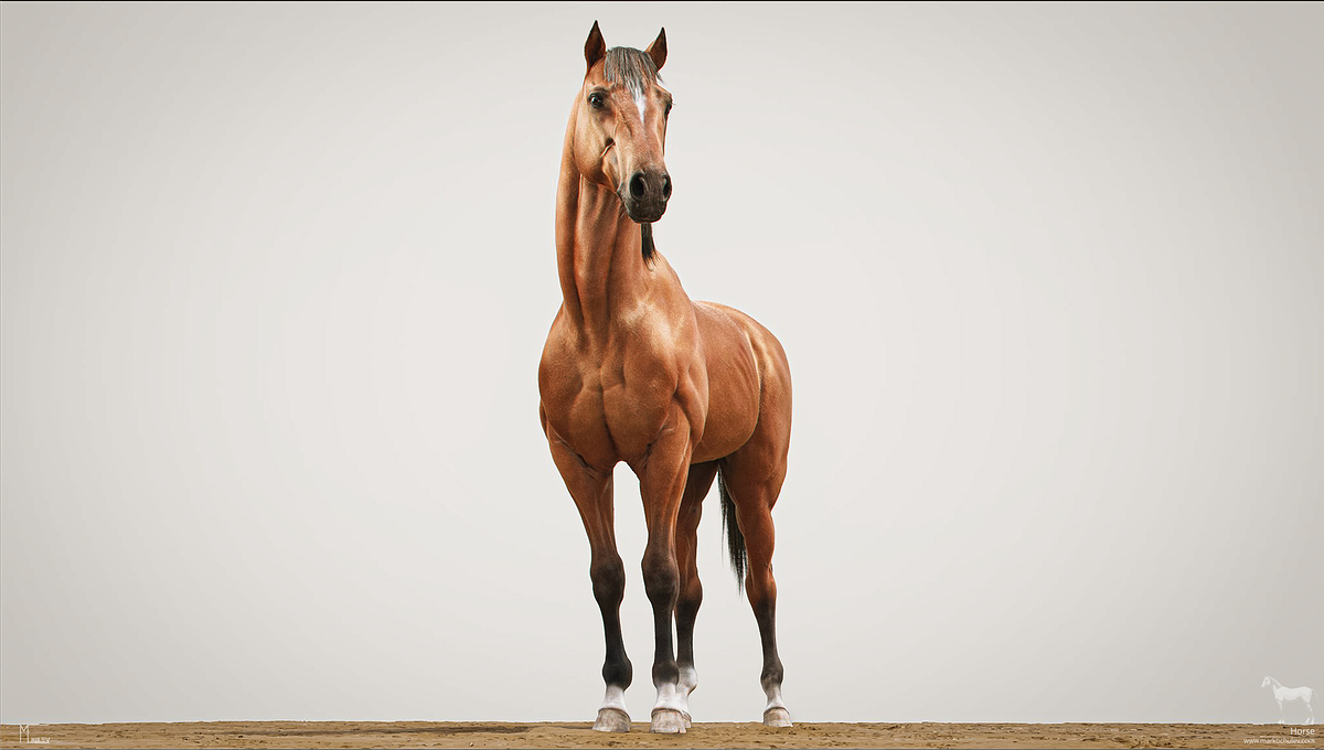 Horse_Stills_Full_whiteBG_v1.1