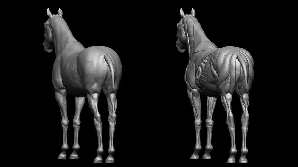 horse_back