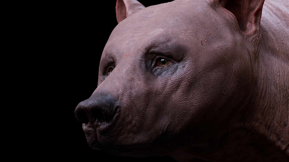 grizzly_head_details_skin_camShape_acescg_v001